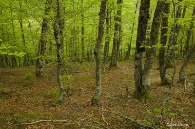 Subiendo a Vegapociellu