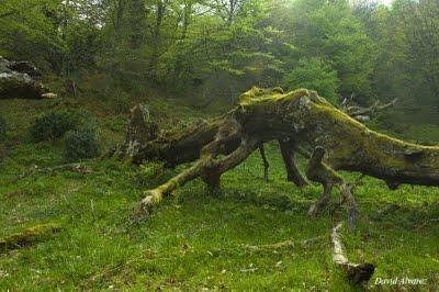 Subiendo a Vegapociellu