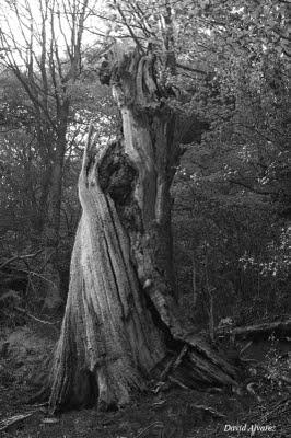 Subiendo a Vegapociellu