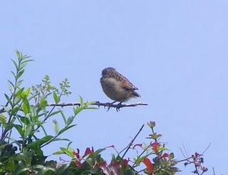 Primeros pollos volanderos de tarabilla y otras aves con ceba