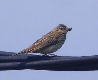 Primeros pollos volanderos de tarabilla y otras aves con ceba