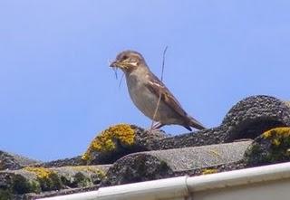 Primeros pollos volanderos de tarabilla y otras aves con ceba