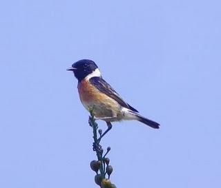 Primeros pollos volanderos de tarabilla y otras aves con ceba