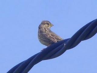 Primeros pollos volanderos de tarabilla y otras aves con ceba