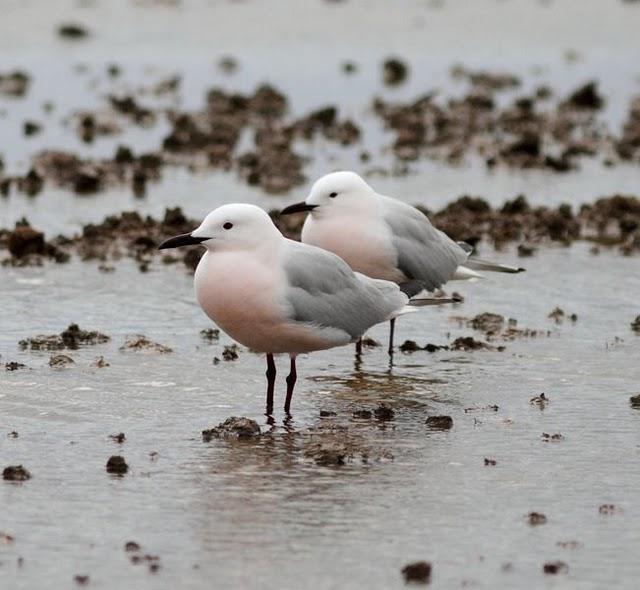 GAVIOTAS,CHARRANES,PAGAZAS,CHARRANZITOS EL FINAL EN EL  DELTA