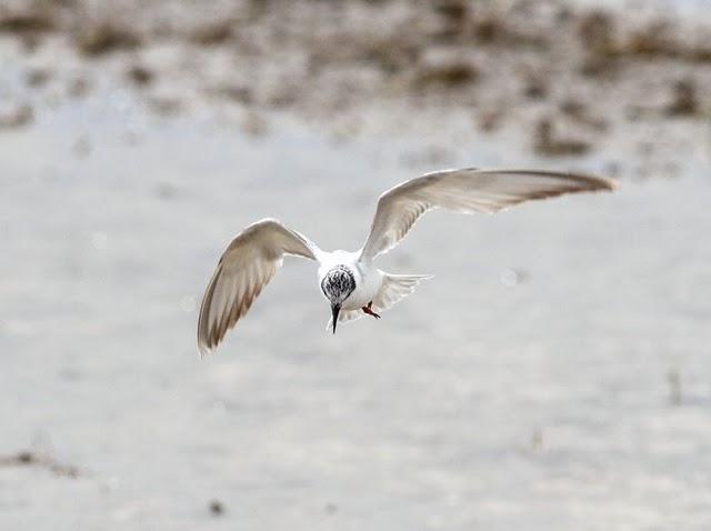 GAVIOTAS,CHARRANES,PAGAZAS,CHARRANZITOS EL FINAL EN EL  DELTA
