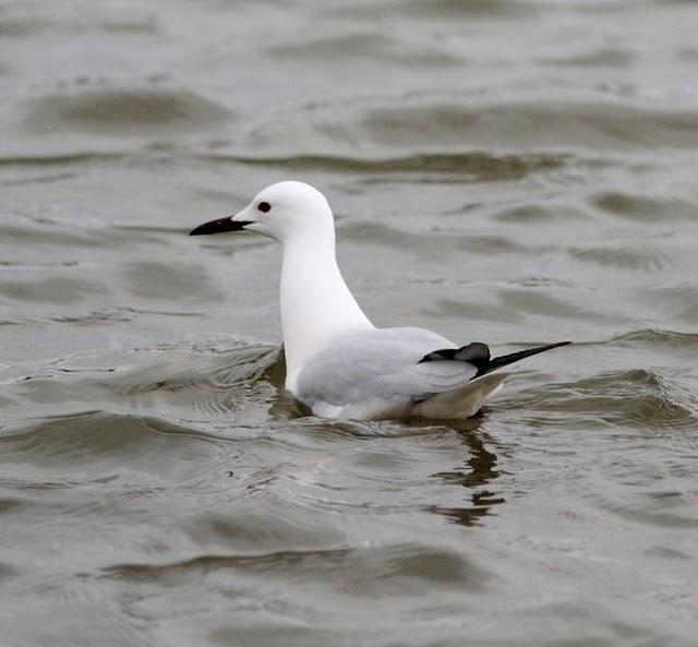 GAVIOTAS,CHARRANES,PAGAZAS,CHARRANZITOS EL FINAL EN EL  DELTA