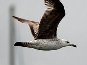 Gaviotas,charranes,pagazas,charranzitos final delta