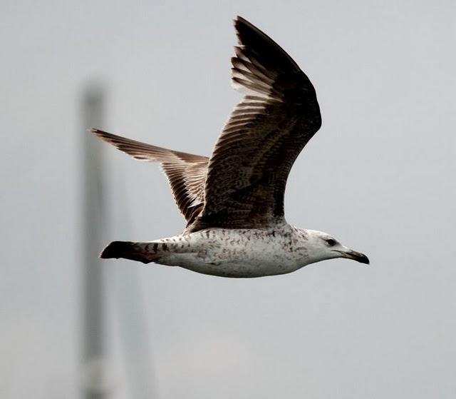 GAVIOTAS,CHARRANES,PAGAZAS,CHARRANZITOS EL FINAL EN EL  DELTA