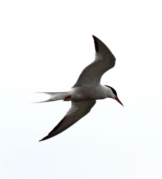 GAVIOTAS,CHARRANES,PAGAZAS,CHARRANZITOS EL FINAL EN EL  DELTA