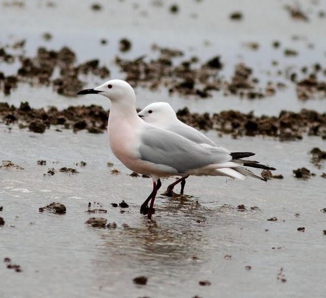 GAVIOTAS,CHARRANES,PAGAZAS,CHARRANZITOS EL FINAL EN EL  DELTA