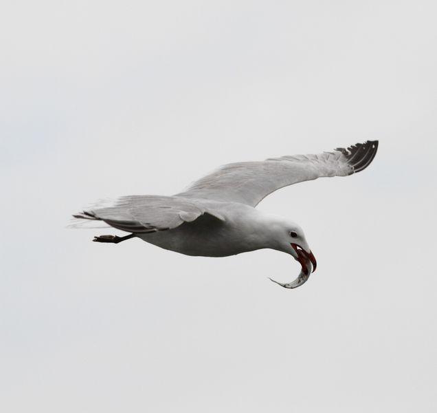GAVIOTAS,CHARRANES,PAGAZAS,CHARRANZITOS EL FINAL EN EL  DELTA