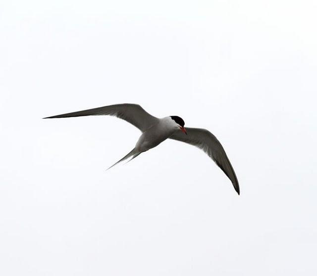 GAVIOTAS,CHARRANES,PAGAZAS,CHARRANZITOS EL FINAL EN EL  DELTA