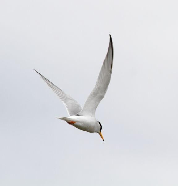 GAVIOTAS,CHARRANES,PAGAZAS,CHARRANZITOS EL FINAL EN EL  DELTA