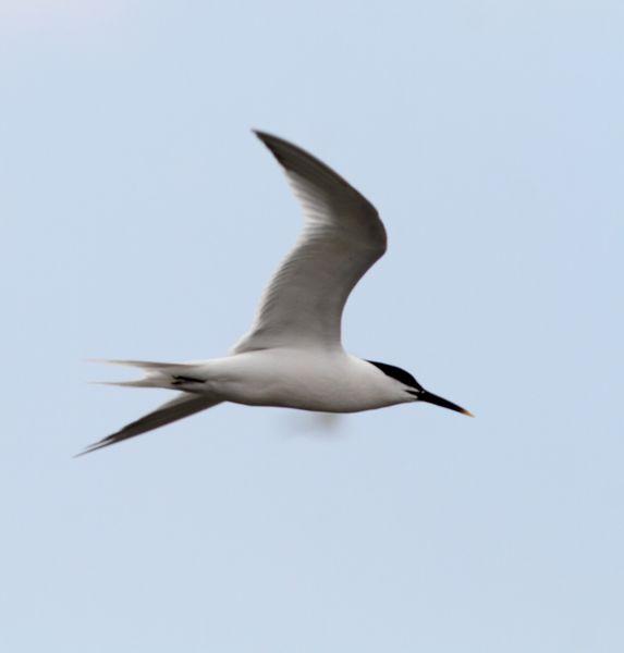 GAVIOTAS,CHARRANES,PAGAZAS,CHARRANZITOS EL FINAL EN EL  DELTA