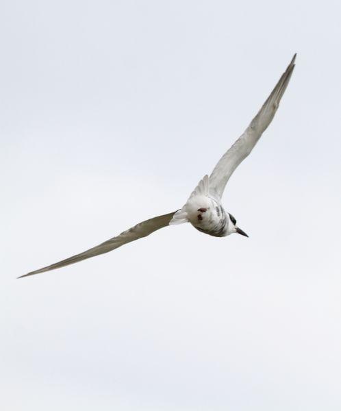 GAVIOTAS,CHARRANES,PAGAZAS,CHARRANZITOS EL FINAL EN EL  DELTA