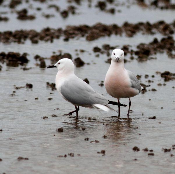 GAVIOTAS,CHARRANES,PAGAZAS,CHARRANZITOS EL FINAL EN EL  DELTA
