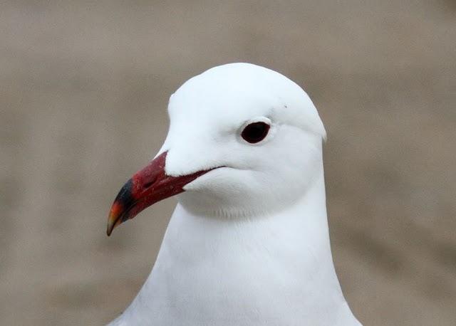 GAVIOTAS,CHARRANES,PAGAZAS,CHARRANZITOS EL FINAL EN EL  DELTA