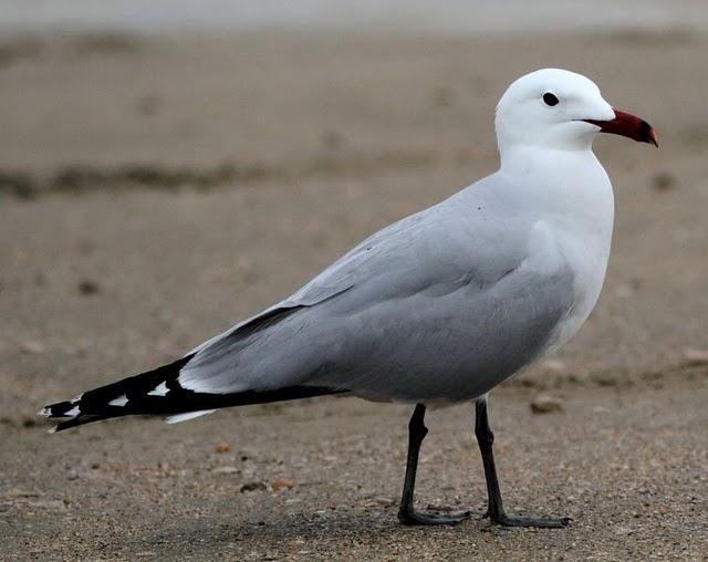 GAVIOTAS,CHARRANES,PAGAZAS,CHARRANZITOS EL FINAL EN EL  DELTA