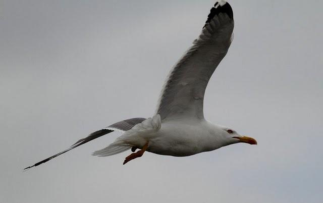 GAVIOTAS,CHARRANES,PAGAZAS,CHARRANZITOS EL FINAL EN EL  DELTA