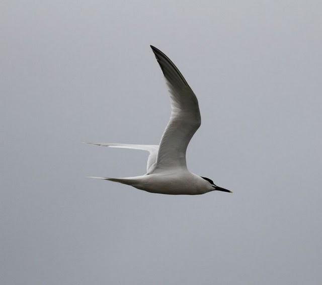 GAVIOTAS,CHARRANES,PAGAZAS,CHARRANZITOS EL FINAL EN EL  DELTA