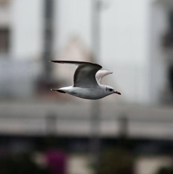 GAVIOTAS,CHARRANES,PAGAZAS,CHARRANZITOS EL FINAL EN EL  DELTA