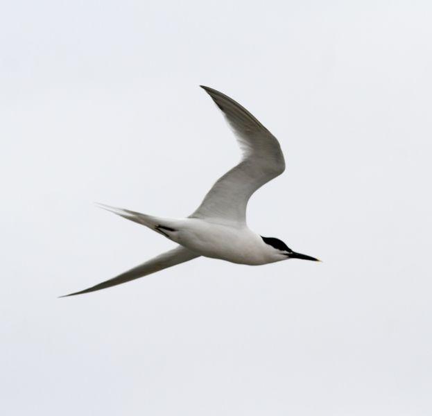 GAVIOTAS,CHARRANES,PAGAZAS,CHARRANZITOS EL FINAL EN EL  DELTA