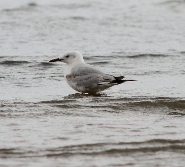 GAVIOTAS,CHARRANES,PAGAZAS,CHARRANZITOS EL FINAL EN EL  DELTA