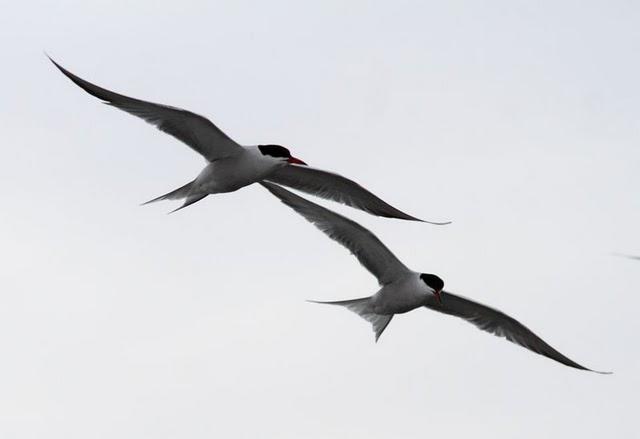 GAVIOTAS,CHARRANES,PAGAZAS,CHARRANZITOS EL FINAL EN EL  DELTA