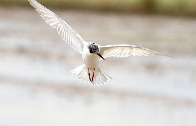 GAVIOTAS,CHARRANES,PAGAZAS,CHARRANZITOS EL FINAL EN EL  DELTA