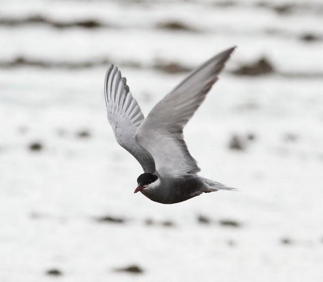 GAVIOTAS,CHARRANES,PAGAZAS,CHARRANZITOS EL FINAL EN EL  DELTA