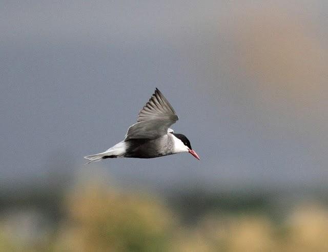 GAVIOTAS,CHARRANES,PAGAZAS,CHARRANZITOS EL FINAL EN EL  DELTA