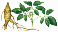 Ginseng regula el cuerpo,vitalidad,debilitamiento