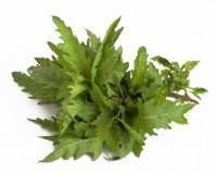 Epazote,combate lombrices y parasitos Epazote,combate lombrices y parasitos