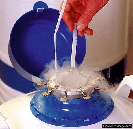 Decenas de miles de embriones congelados esperan su destino