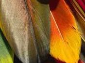 Tendencia: Folk technicolor