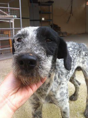DUQUE, otro perrito de caza en la calle. ¡¡¡ URGENTE !!!