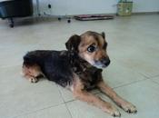 Badajoz, dejaron perrera años, "nadie quiere"