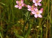 Centaury/Centaura
