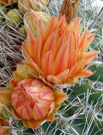 Los BONITOS CACTUS EN CASA