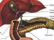 Prevención cancer higado