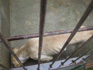 LOTUS se muere, se consume, está en los huesos ¡URGENTE!