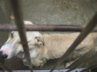 LOTUS se muere, se consume, está en los huesos ¡URGENTE!