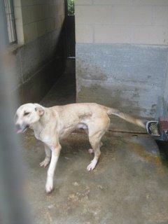 LOTUS se muere, se consume, está en los huesos ¡URGENTE!