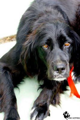 Yanca, Setter Ingles bellisima de Pro-Setter.