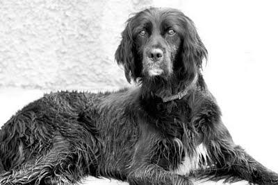 Yanca, Setter Ingles bellisima de Pro-Setter.