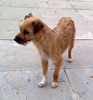 MUY URGENTE!!! Perrita mini en la calle (Murcia)