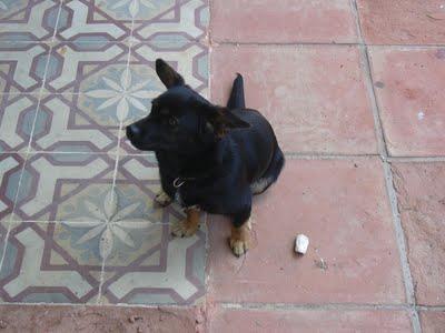 SOS PERRITA ABANDONADA EN PUERTO SANTA MARIA (CADIZ)