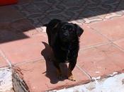 perrita abandonada puerto santa maria (cadiz)