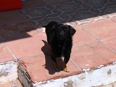 SOS PERRITA ABANDONADA EN PUERTO SANTA MARIA (CADIZ)